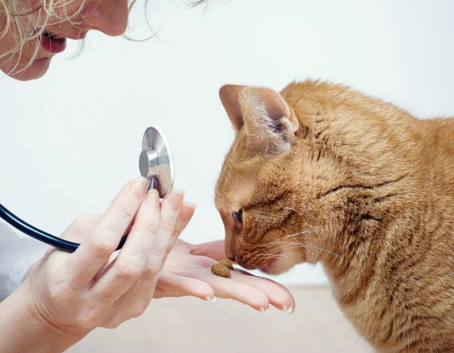 About Texoma Veterinary Hospital Sherman, TX 75092 Veterinarians