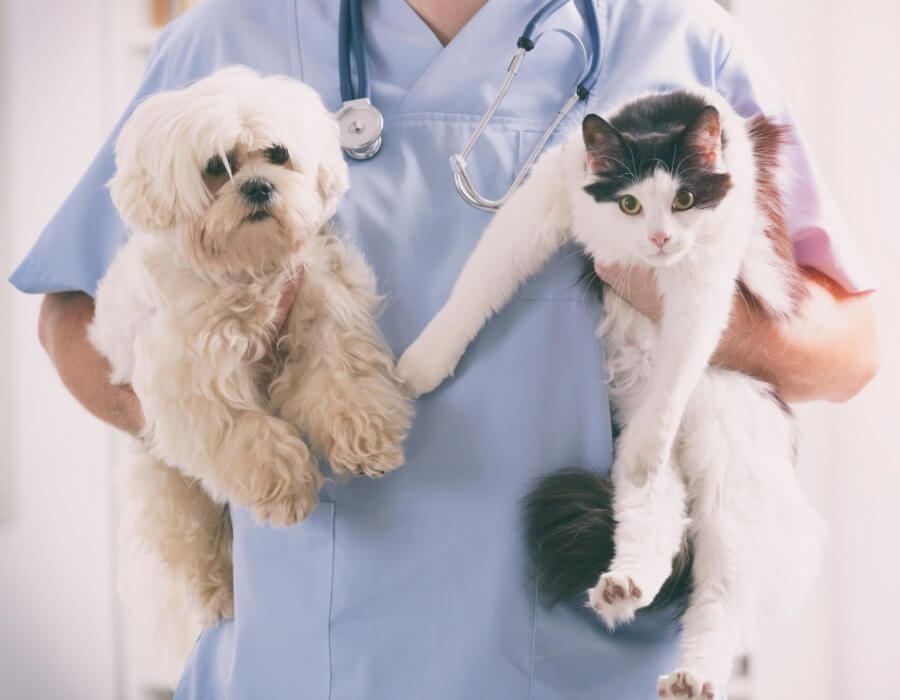 About Sherman, TX 75092 Veterinarian Texoma Veterinary Hospital